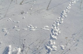 В Свердловской области начался зимний подсчет диких животных по следам на снегу, охотинспекторы пройдут не менее 30 тысяч километров