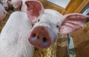 В Пышминском городском округе введён режим ЧС из-за свиной чумы