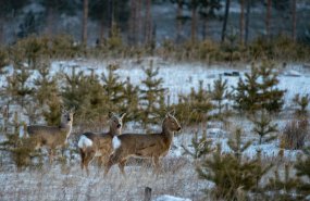 В Свердловской области начался зимний учёт зверей и птиц