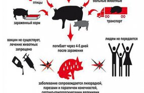 Памятка по профилактике Африканской чумы свиней