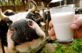 Евгений Куйвашев принял решение оказать дополнительную поддержку производителям молока