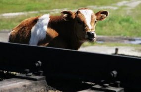 Правила выпаса скота вблизи железной дороги