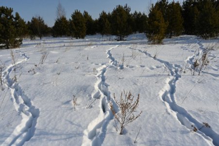 Охотинспекторы-01