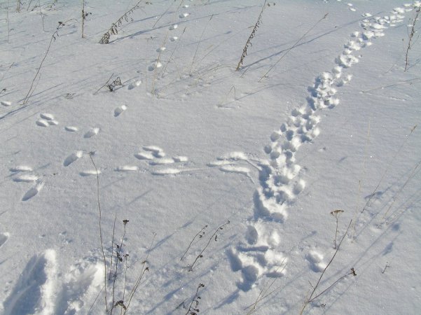 В Свердловской области начался зимний подсчет диких животных по следам на снегу, охотинспекторы пройдут не менее 30 тысяч километров