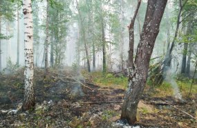 Оперативная информация по ситуации с лесными пожарами в Пышминском районе