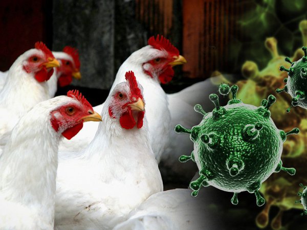Чем опасен Птичий грипп?