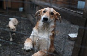 Берегите питомцев: ЕДДС предупредила жителей Пышминского района о готовящемся отлове бродячих собак