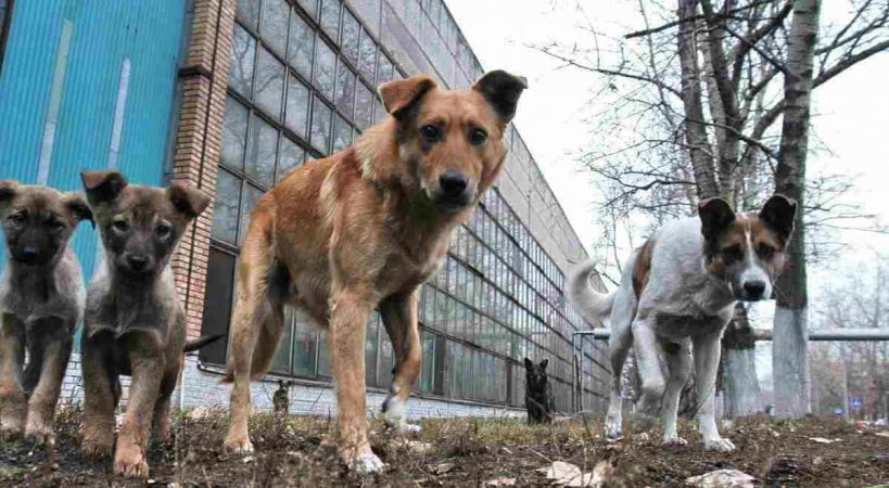 В Свердловской области появилась интерактивная карта для сообщений о бродячих собаках