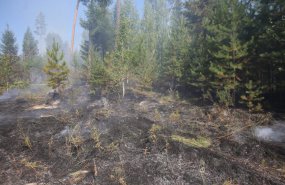 Локализованы природные пожары в Тугулымском лесничестве