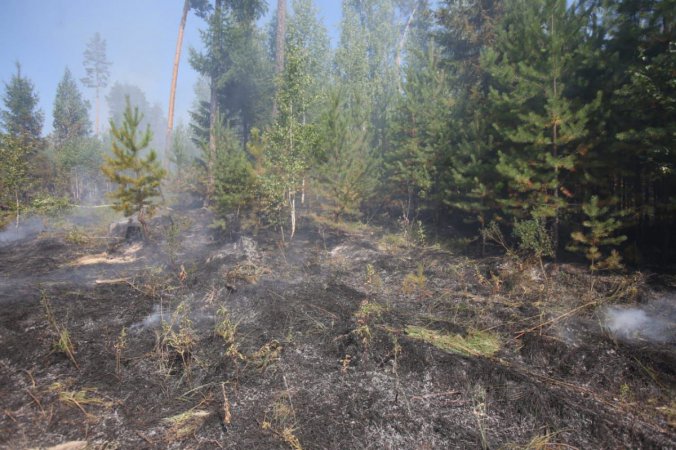 Локализованы природные пожары в Тугулымском лесничестве