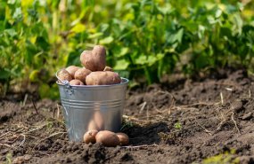 Господдержку на производство картофеля и овощей получат свердловские аграрии