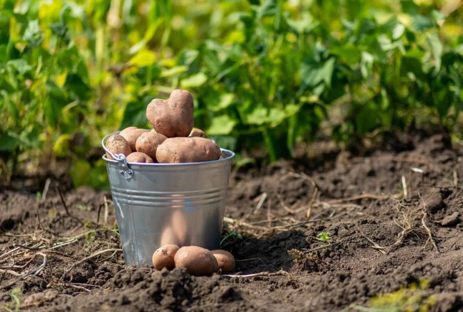Господдержку на производство картофеля и овощей получат свердловские аграрии