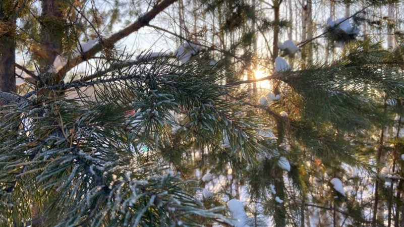 На Урале разработали карту лесничеств, в которых можно законно срубить ёлку к Новому году