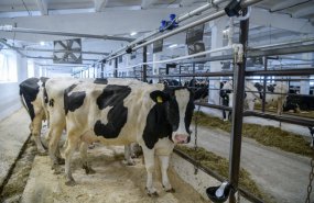 Уральские предприниматели и фермеры увеличили вдвое поголовье коров и на четверть площади под картофель