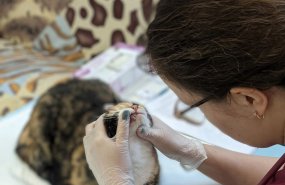 Более 300 животных стерилизовали в Свердловской области за год в рамках благотворительного проекта