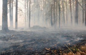 Специалисты потушили 16 и локализовали 29 природных пожаров на Среднем Урале