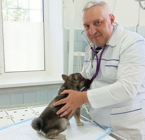 Более 50 млн экспертиз пищевой продукции животного происхождения ежегодно проводят ветеринарные врачи Свердловской области