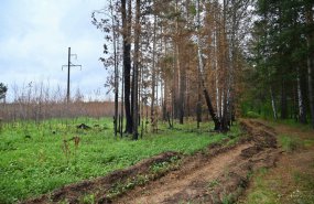 Арендаторов лесных участков, не предотвращающих пожары, смогут лишить договора аренды