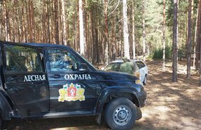 Более 96,5 миллионов рублей заплатят ответственные за незаконную рубку леса