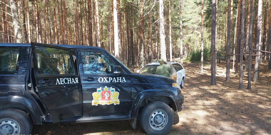 Более 96,5 миллионов рублей заплатят ответственные за незаконную рубку леса