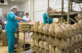 Ежедневный мониторинг цен на куриное яйцо в магазинах Среднего Урала организован МинАПК региона