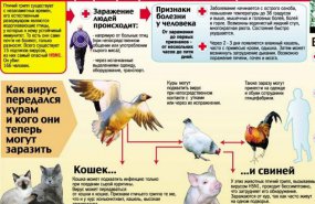 Памятка по профилактике распространения гриппа птиц