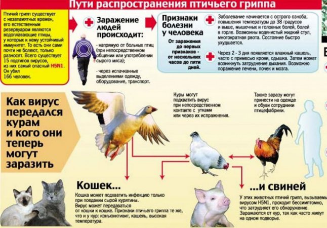 Памятка по профилактике распространения гриппа птиц