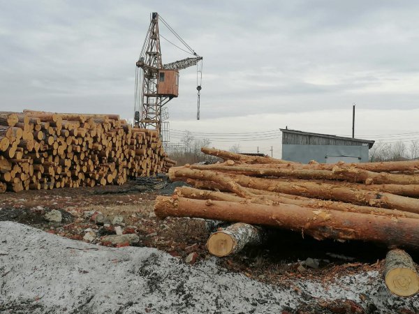 Обследования лесоперерабатывающих предприятий Свердловской области стартовали по поручению губернатора Евгения Куйвашева
