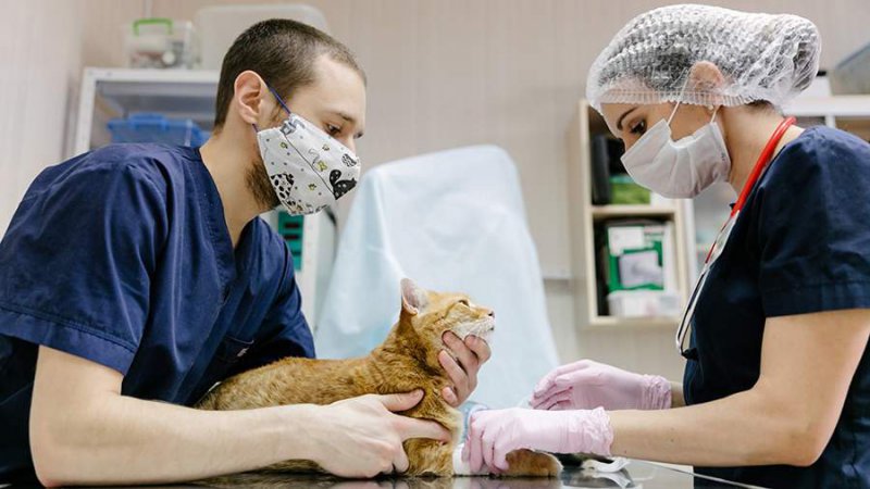 27 апреля - Международный день ветеринарного врача