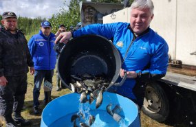 Почти 25 тысяч мальков сазана выпустят в водоёмы Свердловской области