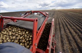 Урожайность картофеля в Свердловской области превышает плановые показатели